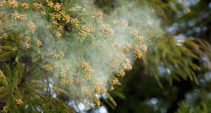 花粉が飛散している写真