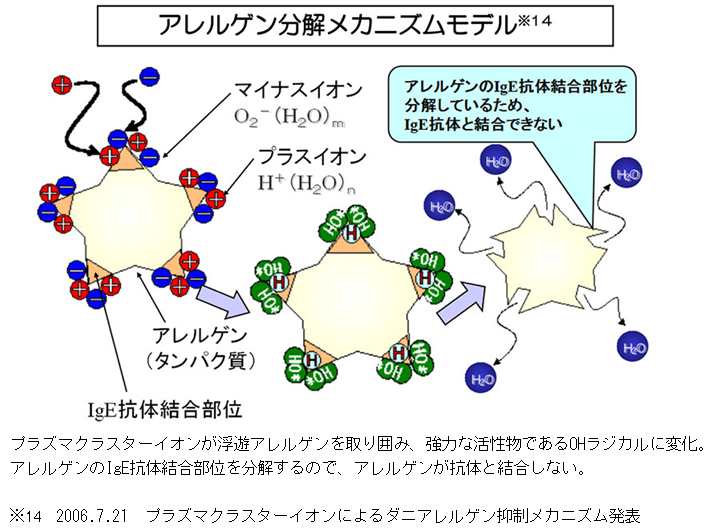 アレルゲン分解メカニズムモデル