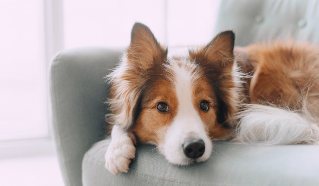 犬
