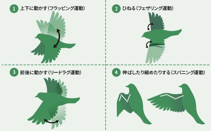 鳥の動きのイメージ。１つ目は上下に動かす、２つ目はひねる、３番目は前後に動かす、４つ目は伸ばしたり縮めたりする