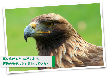 風を巧みにコントロールする、イヌワシ