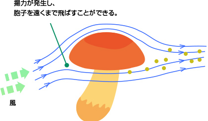 胞子を遠くまで飛ばすことができる。