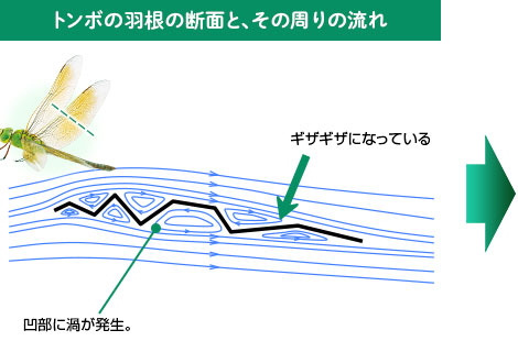 トンボの羽の断面と、その周りの流れ