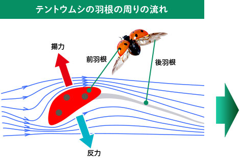 テントウムシの羽根の周りの流れ