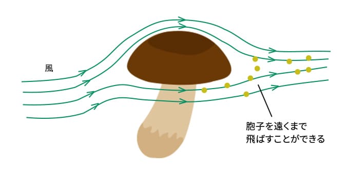 胞子を遠くまで飛ばすことができる、きのこの傘の周りの流れ