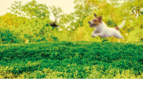 Propix 従来機種 AQUOS R2