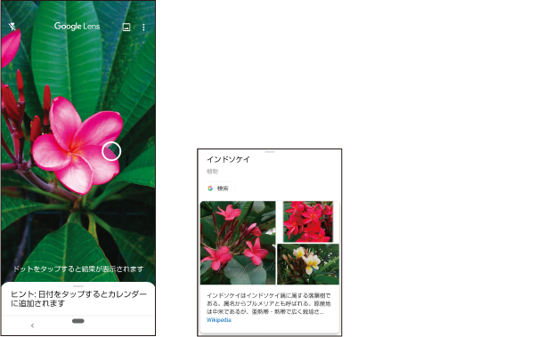 レンズを植物に向けるだけで名前がわかる