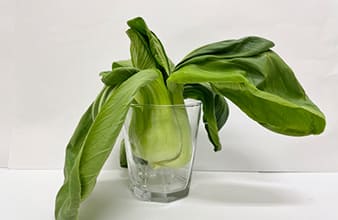 当社従来野菜室のチンゲンサイの写真