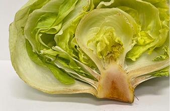 当社従来野菜室のレタスの写真