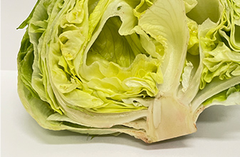 雪下シャキット野菜室のレタスの写真