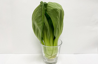 雪下シャキット野菜室のチンゲンサイの写真