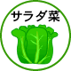 サラダ菜