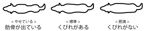 やせている、標準、肥満の基準の画像。肋骨が出ている場合はやせている、くびれがある場合は標準、くびれがない場合は肥満と判定してください。
